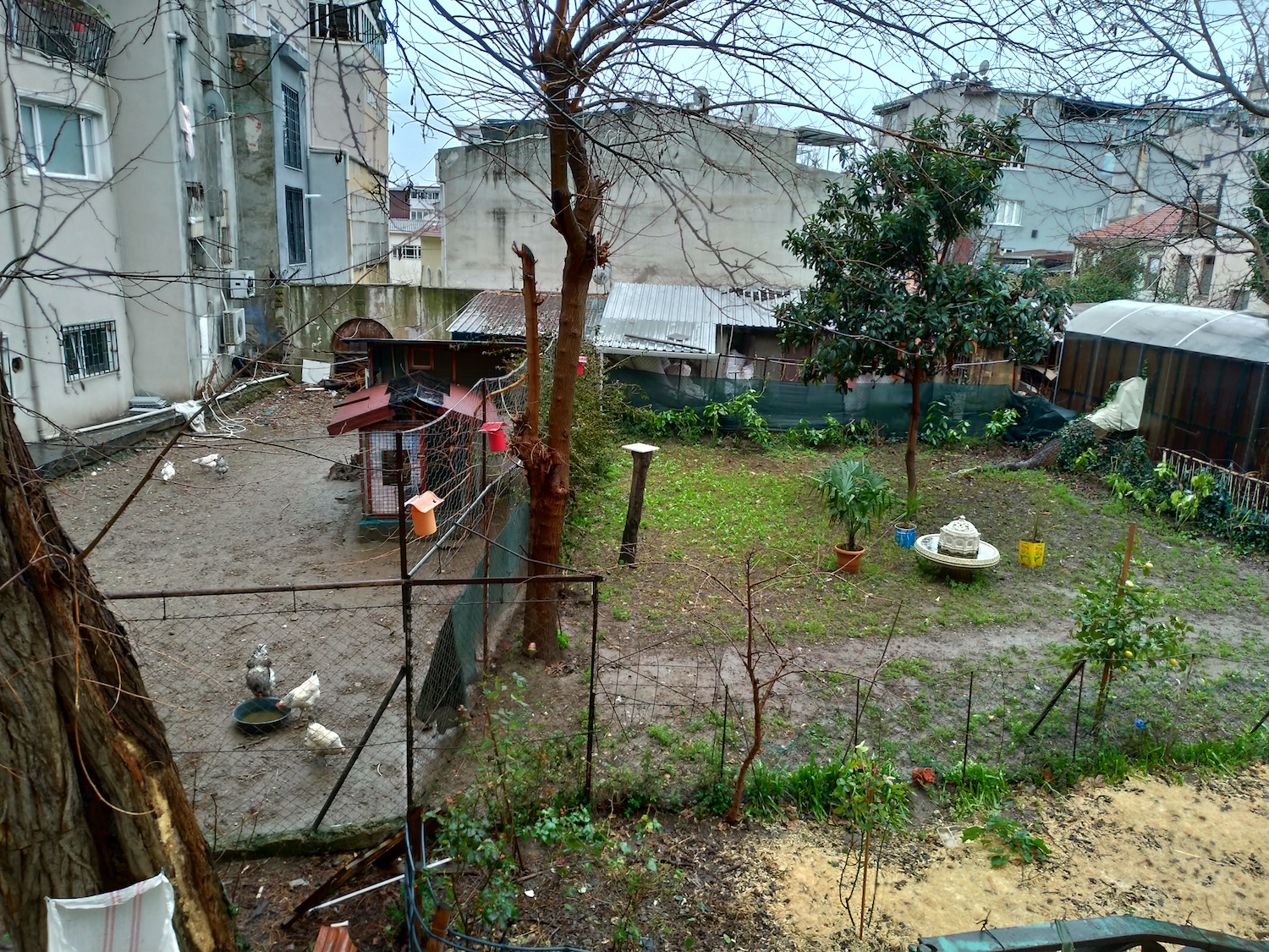 Ilot de calme dans la grande ville, les jardins hébergent même quelques poules et un coq très en voix © Globe Reporters