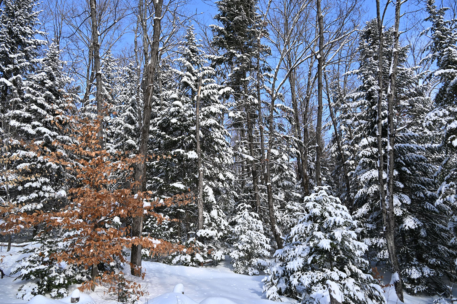 Nature et solitude, de quoi se ressourcer avant le retour à Montréal © Globe Reporters