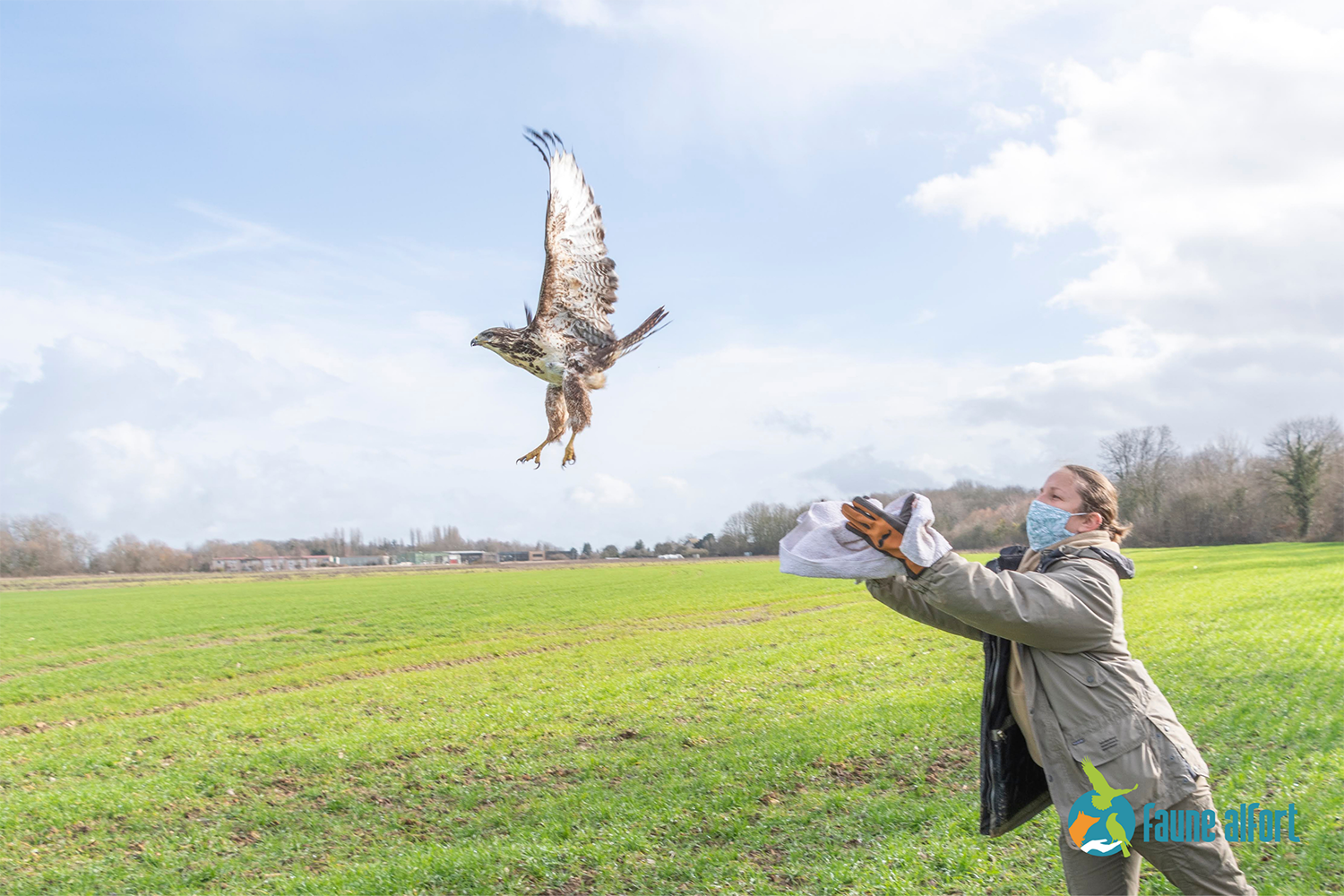 Et là, une buse variable, relâchée par Isabelle, soigneuse au Centre de soins, d’élevage et de réhabilitation de la faune sauvage (CSERFS) © Faune Alfort